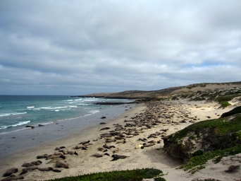 Seals on the beach, San Nicolas Island, CA